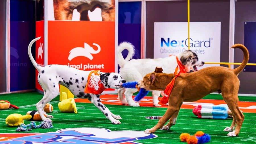 Team Fluff and Team Ruff competed against each other in Puppy Bowl XIX.