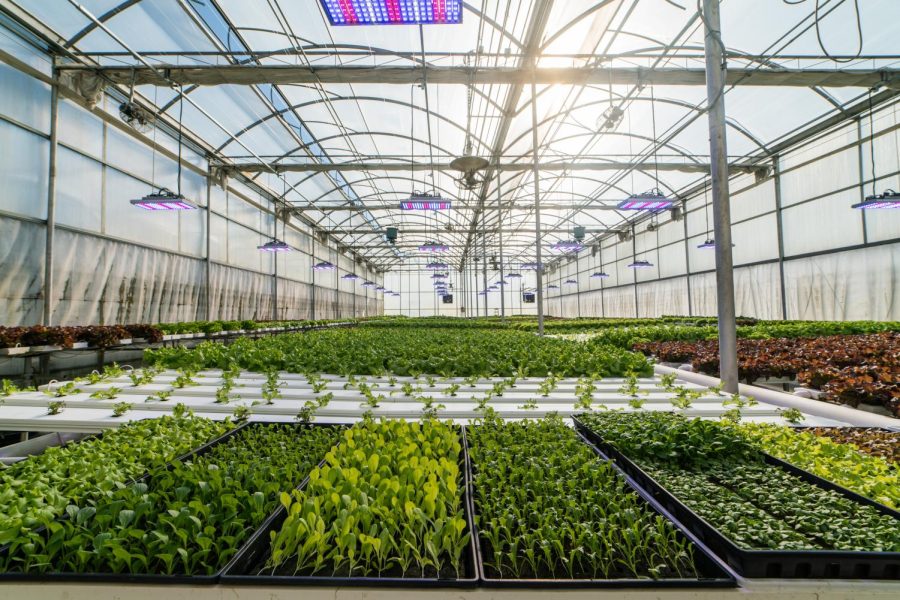 Tyler’s Farm has grown leafy greens hydroponically since 2014.